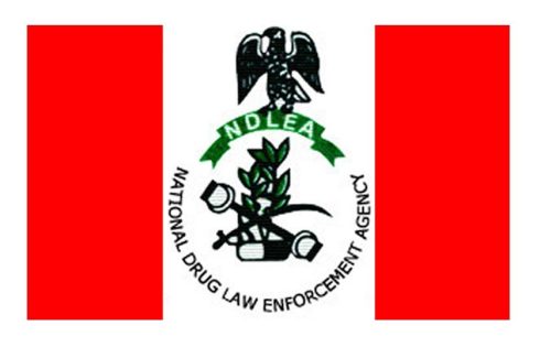 Edo: NDLEA raises alarm over food shortage as farmers turn to cannabis cultivation